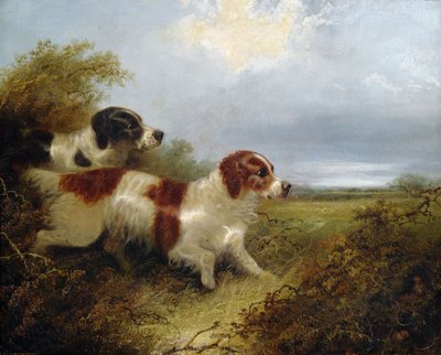 Two Terriers by Edward Armfield